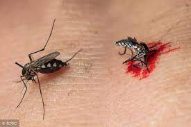美蚊蟲叮咬帶病毒