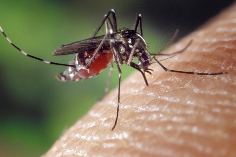 蚊蟲叮咬吸血過程