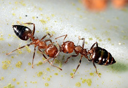 螞蟻