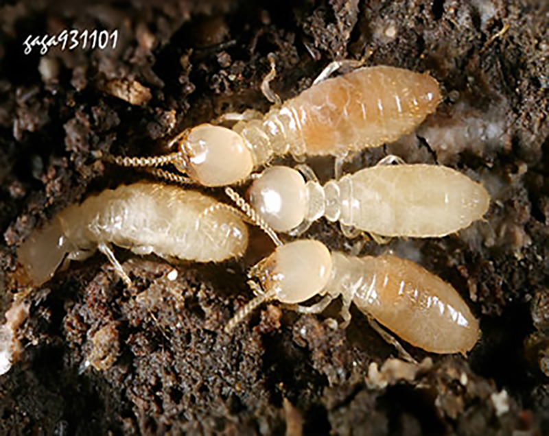 白蟻幼蟲